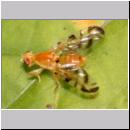 Acidia cognata - Bohrfliege 01a.jpg